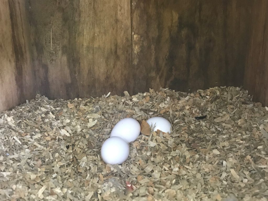 Huevos: Los huevos en la caja-nido de Nicky y Sopa